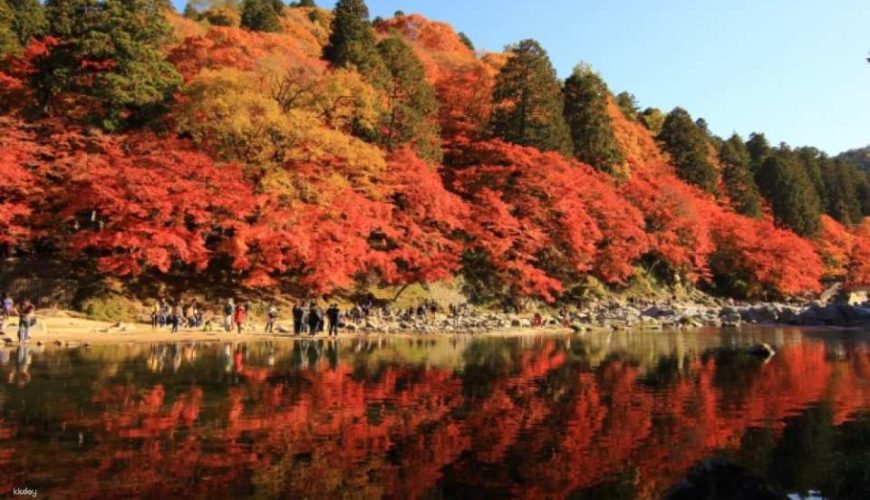 One-day trip to Nagoya, Japan to enjoy the maple leaves|Korankei night maple light show・Ohara four-season cherry blossoms|Depart from Nagoya city