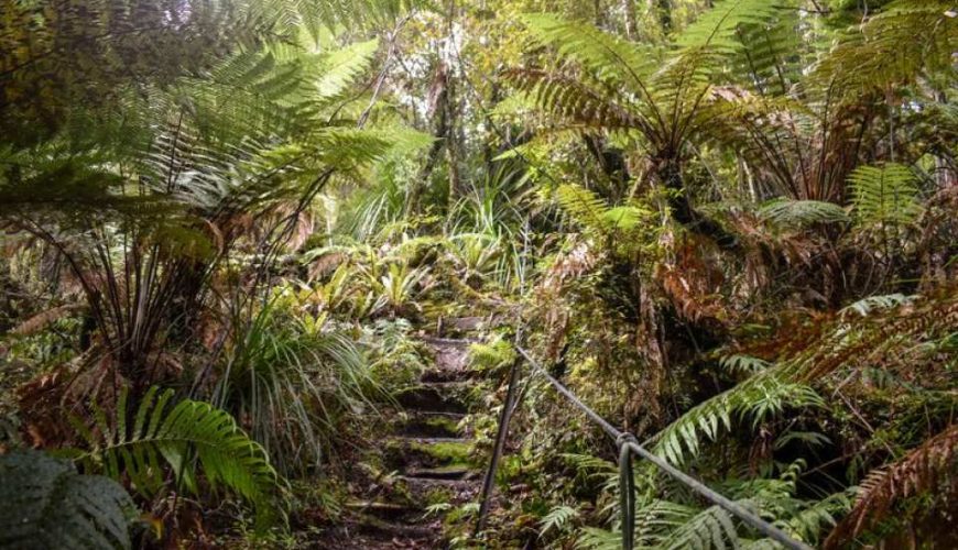 Lake Mapourika Wilderness Kayak Adventure Tour | New Zealand