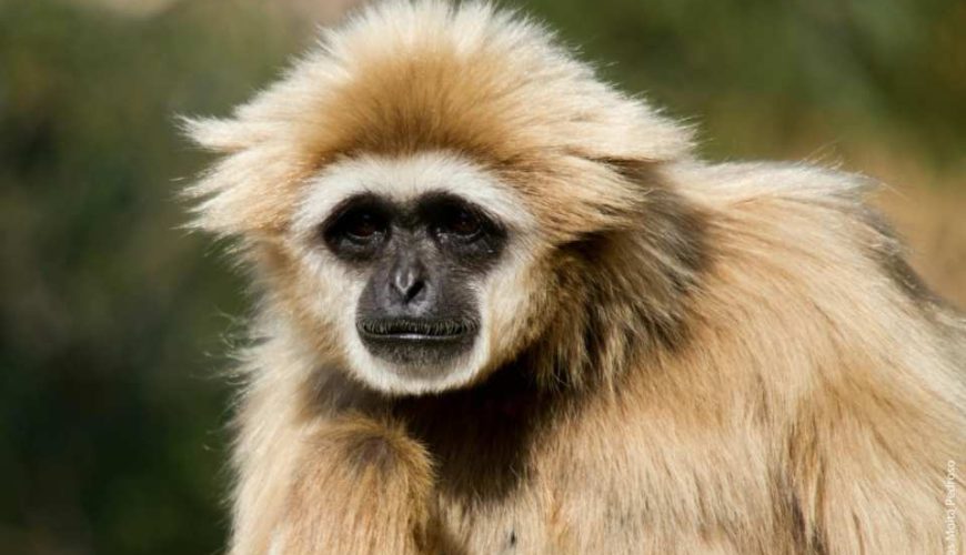 Lisbon Zoo Fast Track Ticket｜Portugal