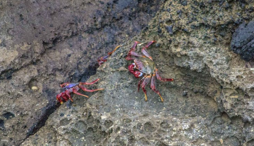 3-hour tour of Vila Franca do Campo's protected nature reserve