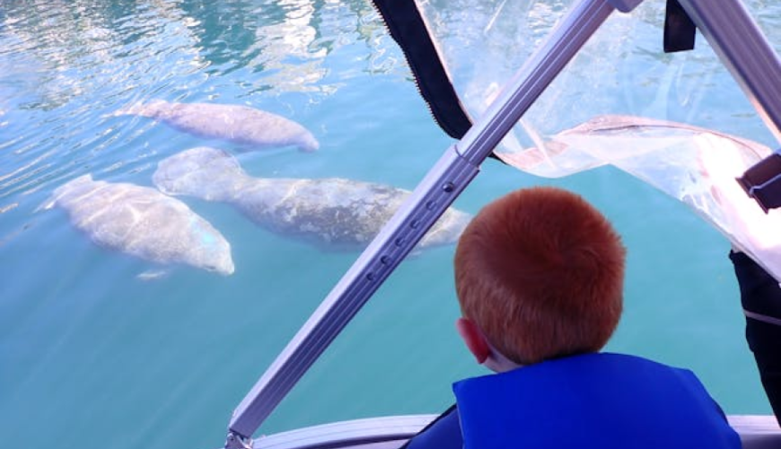Manatee snorkeling with in-water photographer in Crystal River